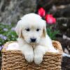 Image of Garth, a Golden Retriever puppy