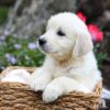 Image of Garth, a Golden Retriever puppy