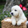 Image of Garth, a Golden Retriever puppy