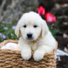 Image of Garth, a Golden Retriever puppy