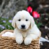 Image of Garth, a Golden Retriever puppy