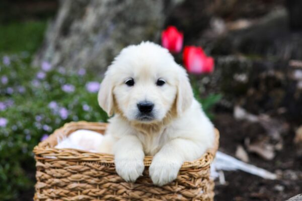 Image of Garth, a Golden Retriever puppy
