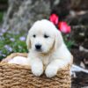 Image of Garth, a Golden Retriever puppy