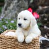 Image of Garth, a Golden Retriever puppy