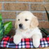 Image of Gayle, a Golden Retriever puppy