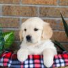 Image of Gayle, a Golden Retriever puppy