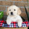 Image of Gayle, a Golden Retriever puppy