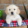Image of Gayle, a Golden Retriever puppy