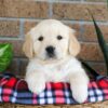 Image of Gayle, a Golden Retriever puppy