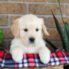 Image of Gayle, a Golden Retriever puppy