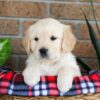 Image of Gayle, a Golden Retriever puppy