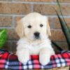 Image of Gayle, a Golden Retriever puppy
