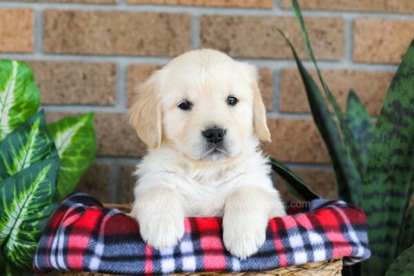Image of Gayle, a Golden Retriever puppy