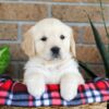 Image of Gayle, a Golden Retriever puppy