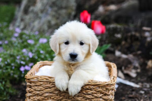 Image of Ginger, a Golden Retriever puppy