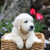 Image of Grace, a Golden Retriever puppy