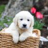 Image of Grace, a Golden Retriever puppy