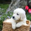 Image of Grace, a Golden Retriever puppy