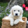 Image of Grace, a Golden Retriever puppy