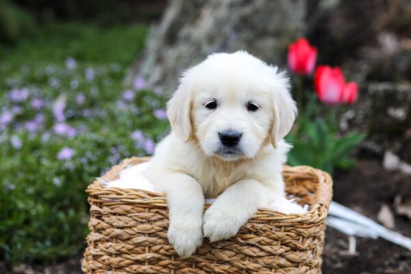 Image of Grace, a Golden Retriever puppy