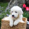 Image of Grace, a Golden Retriever puppy