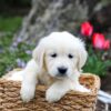 Image of Grace, a Golden Retriever puppy