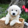 Image of Grace, a Golden Retriever puppy