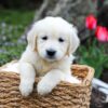 Image of Grace, a Golden Retriever puppy