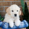 Image of Grant, a Golden Retriever puppy