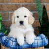 Image of Grant, a Golden Retriever puppy