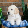 Image of Grant, a Golden Retriever puppy