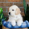 Image of Grant, a Golden Retriever puppy