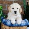 Image of Grant, a Golden Retriever puppy