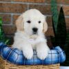 Image of Grant, a Golden Retriever puppy