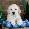 Image of Grant, a Golden Retriever puppy