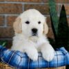 Image of Grant, a Golden Retriever puppy