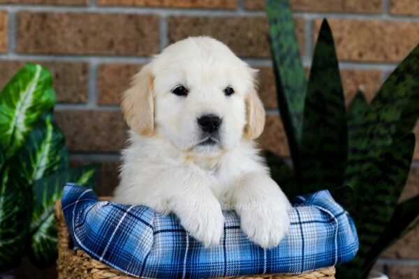 Image of Grant, a Golden Retriever puppy