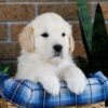 Image of Grant, a Golden Retriever puppy