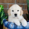 Image of Grant, a Golden Retriever puppy