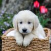 Image of Grant, a Golden Retriever puppy