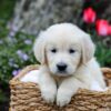 Image of Grant, a Golden Retriever puppy