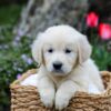Image of Grant, a Golden Retriever puppy