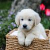 Image of Grant, a Golden Retriever puppy
