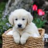 Image of Grant, a Golden Retriever puppy