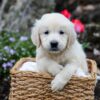 Image of Grant, a Golden Retriever puppy