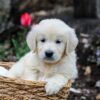 Image of Grant, a Golden Retriever puppy
