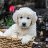 Image of Grant, a Golden Retriever puppy