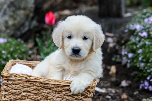 Image of Grant, a Golden Retriever puppy