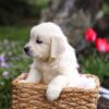 Image of Gretta, a Golden Retriever puppy