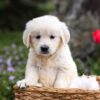 Image of Gretta, a Golden Retriever puppy